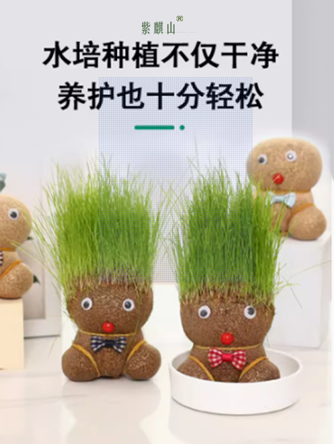 紫麒山办公室绿植