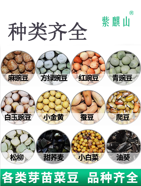 紫麒山谷类种子
